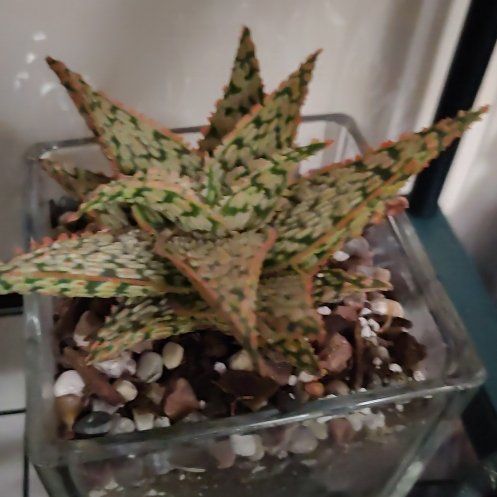 Photo of the plant species Aloe 'Firecracker' by @CozyWoodruff90 named Firecracker on Greg, the plant care app