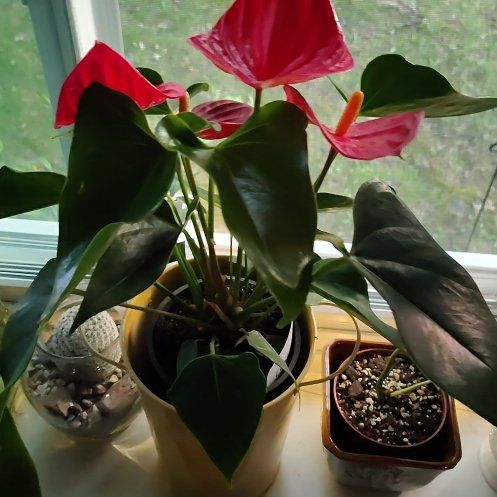 Photo of the plant species Flamingo Flower by @CozyWoodruff90 named Coral on Greg, the plant care app