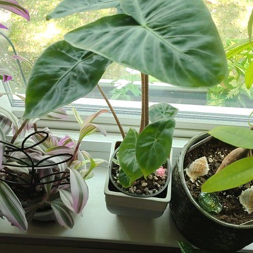 Photo of the plant species ivory coast by @CozyWoodruff90 named Marley on Greg, the plant care app