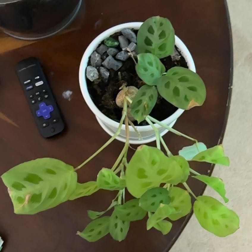 Photo of the plant species Rabbit Tracks by @SturdyRaspfern named Naomi on Greg, the plant care app