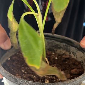 Plant care for Banana on Greg, the plant care app