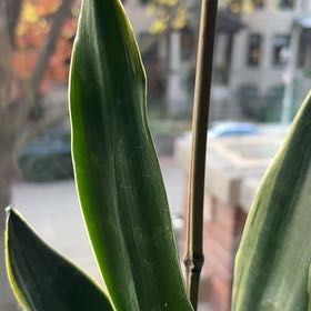 Photo of the plant species Sansevieria by @SmoothBrooklime named Austen on Greg, the plant care app