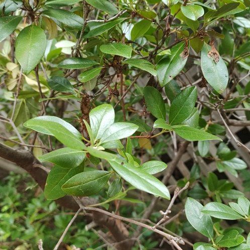 Photo of the plant species Common Myrtle by @LuckyGreenflame named Leaf Erickson on Greg, the plant care app