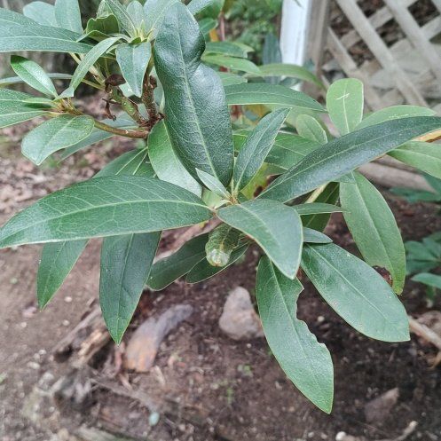 Photo of the plant species California Bay Laurel by @LuckyGreenflame named Keanu Leaves on Greg, the plant care app