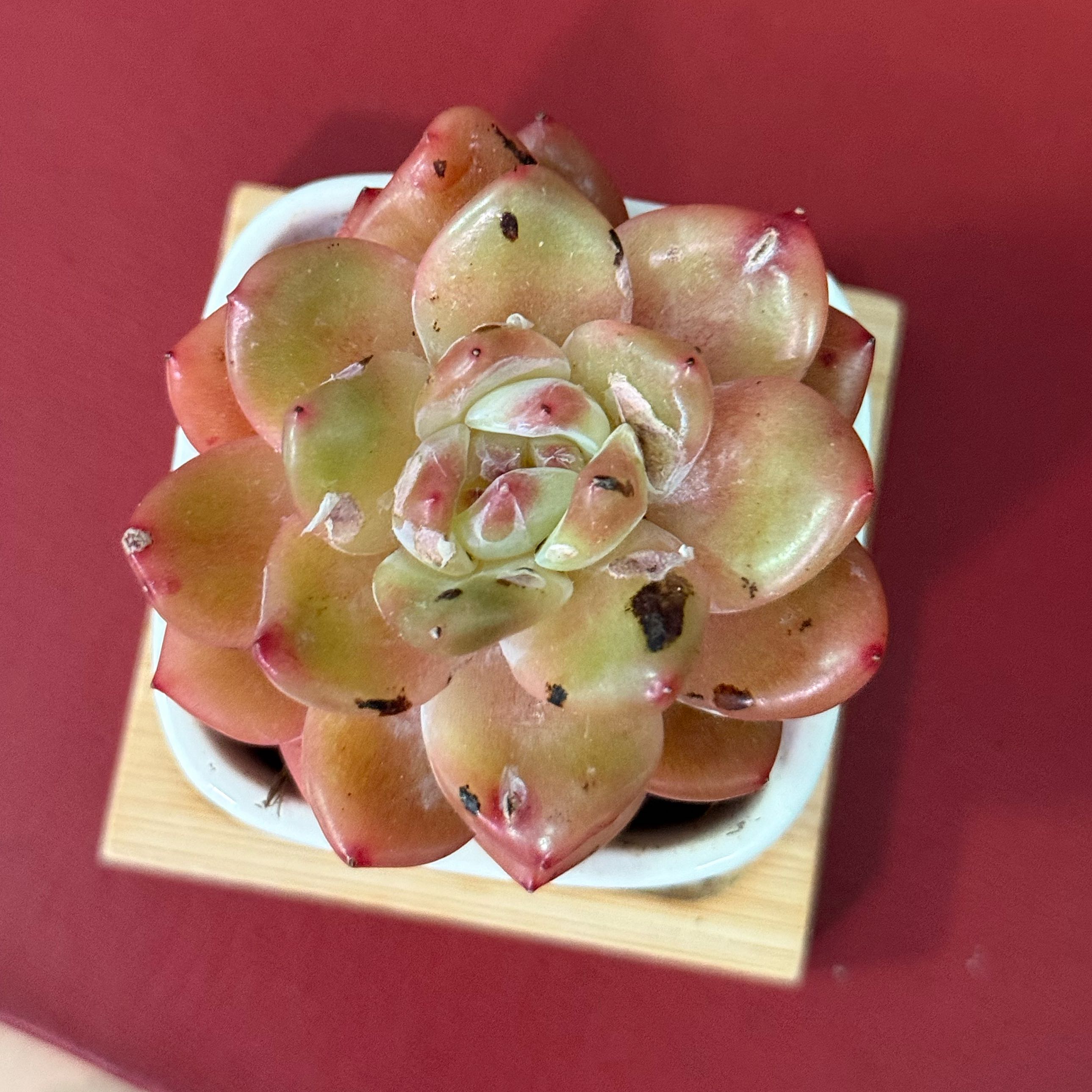 Photo of the plant species Strawberry Echeveria by @HeroCineraria17 named Sherlock on Greg, the plant care app