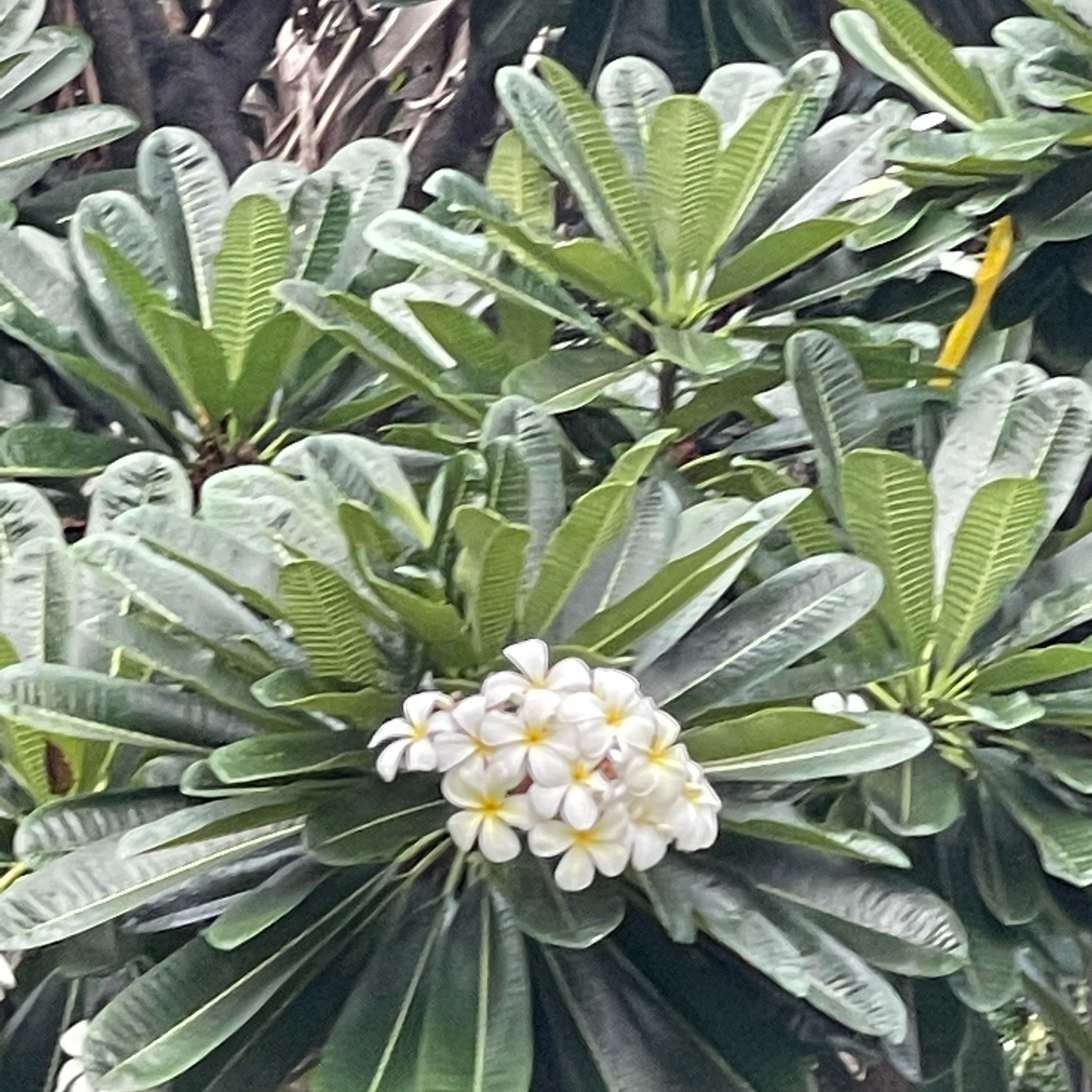 Photo of the plant species Plumeria 'Siam Pink' by @RetentiveMint1 named Dax on Greg, the plant care app