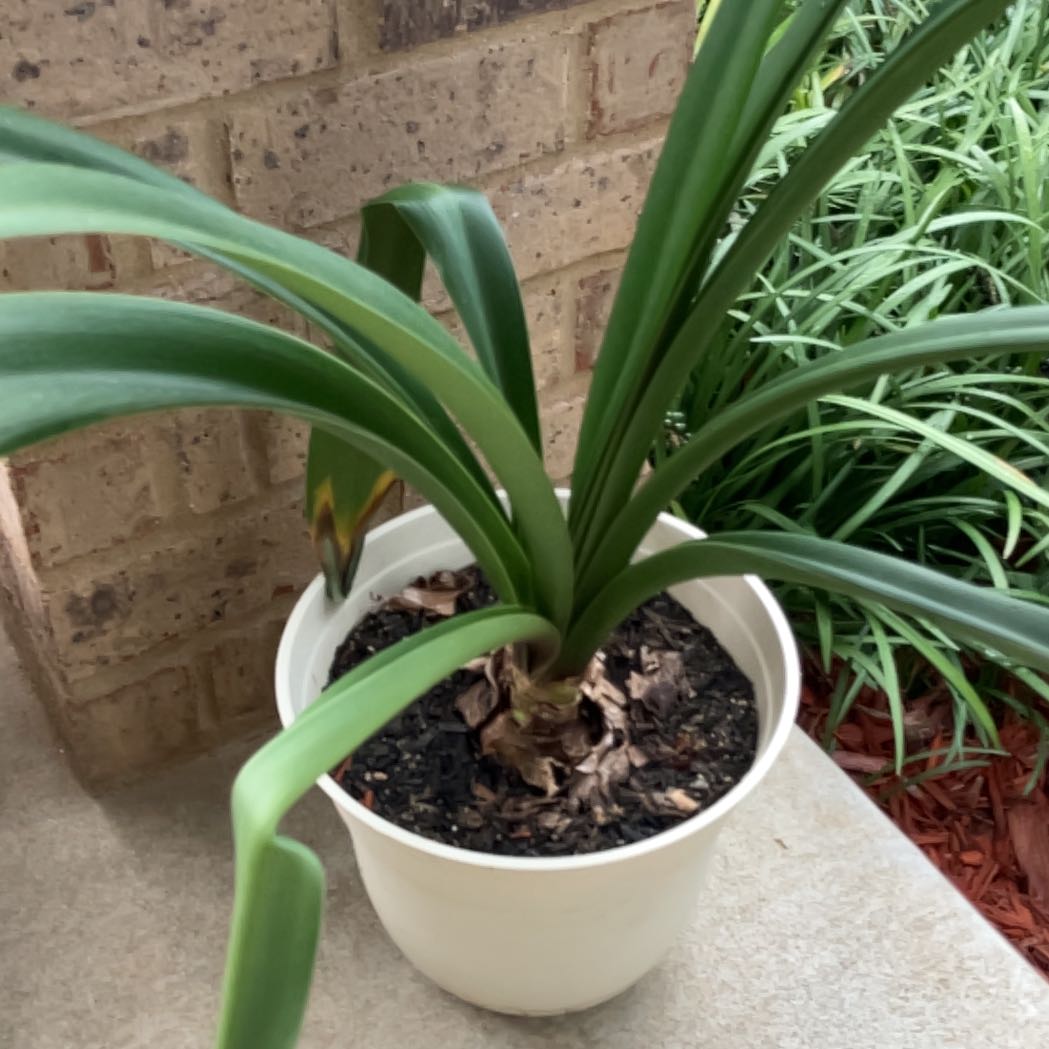 Photo of the plant species Iris 'Amarillo' by @PerkyLovage33 named Homer on Greg, the plant care app