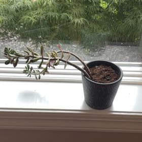 Photo of the plant species Corkscrew Willow by Delfina named Ava on Greg, the plant care app