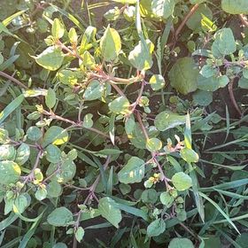 Photo of the plant species Hyssopleaf Sandmat by @PoetGuayule75 named Gobi on Greg, the plant care app