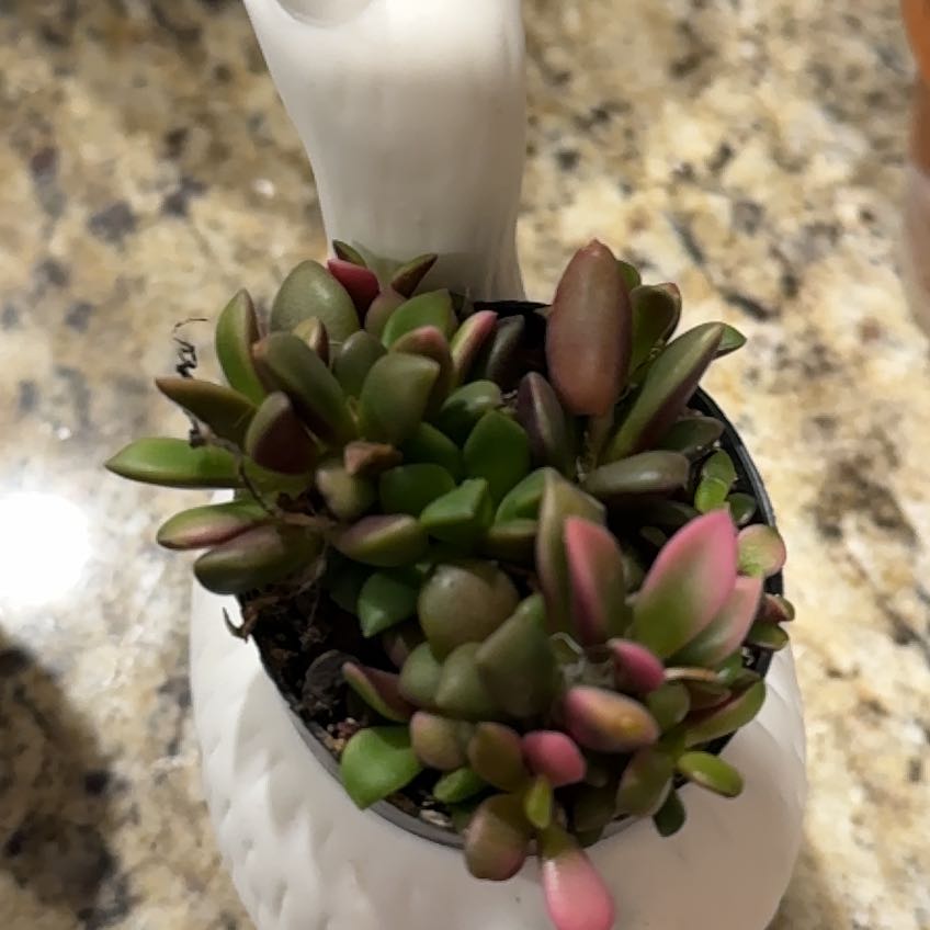 Photo of the plant species Anacampseros telephiastrum by @AnewMullein19 named Terra on Greg, the plant care app