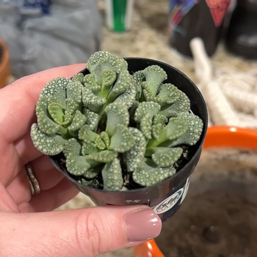 Photo of the plant species Titanopsis calcareum by @AnewMullein19 named Foxxy on Greg, the plant care app