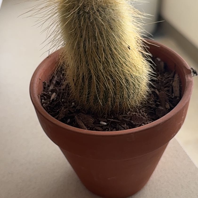 Photo of the plant species Golden Snakecactus by @UpbeatBacopa97 named Stewart on Greg, the plant care app