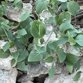 Photo of the plant species Colorado Four O'Clock by @GenialTarbush44 named Pax on Greg, the plant care app