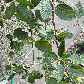 Photo of the plant species Japanese Snowball by @GenialTarbush44 named Demi on Greg, the plant care app