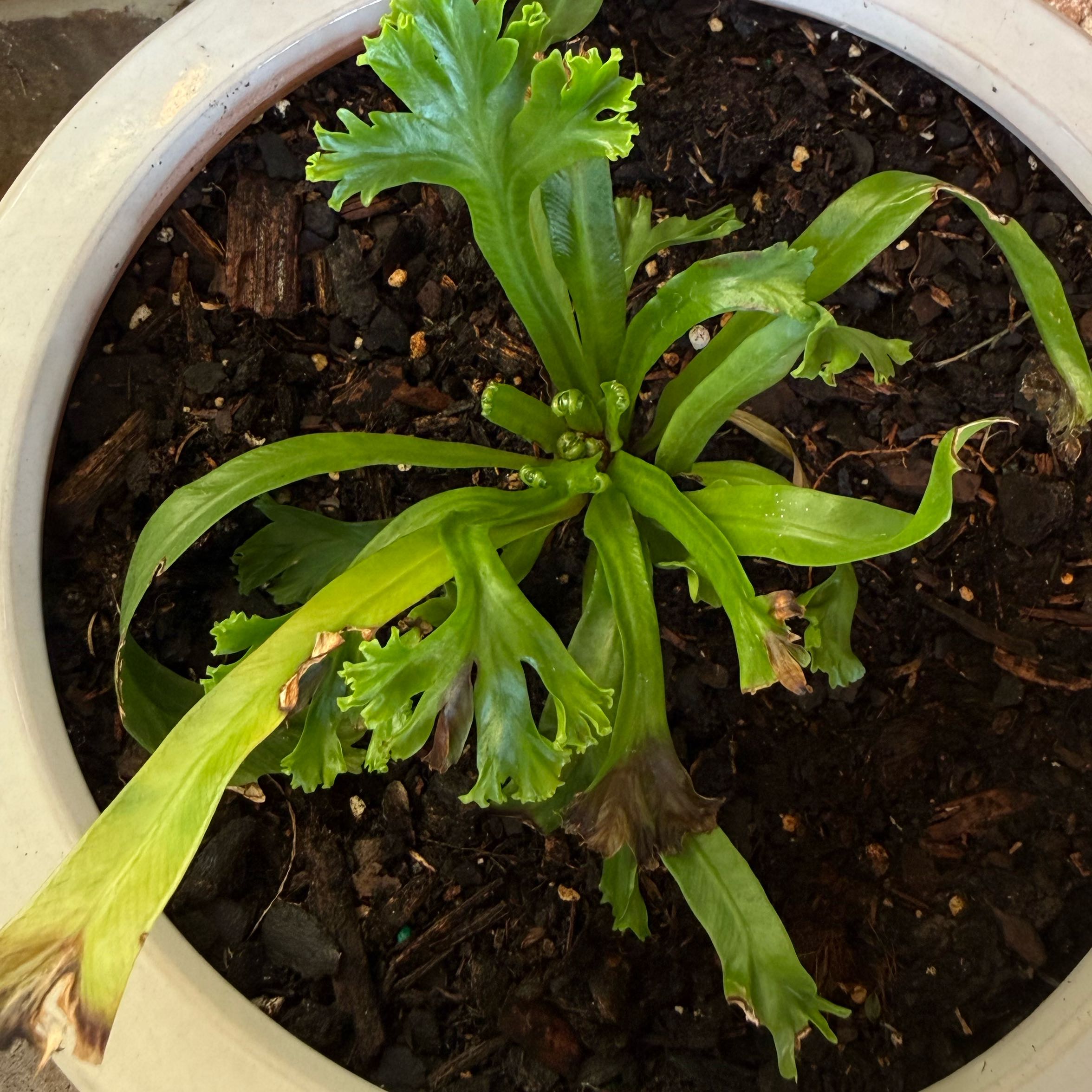Photo of the plant species Fishtail fern by @PreparedRye54 named Xena on Greg, the plant care app