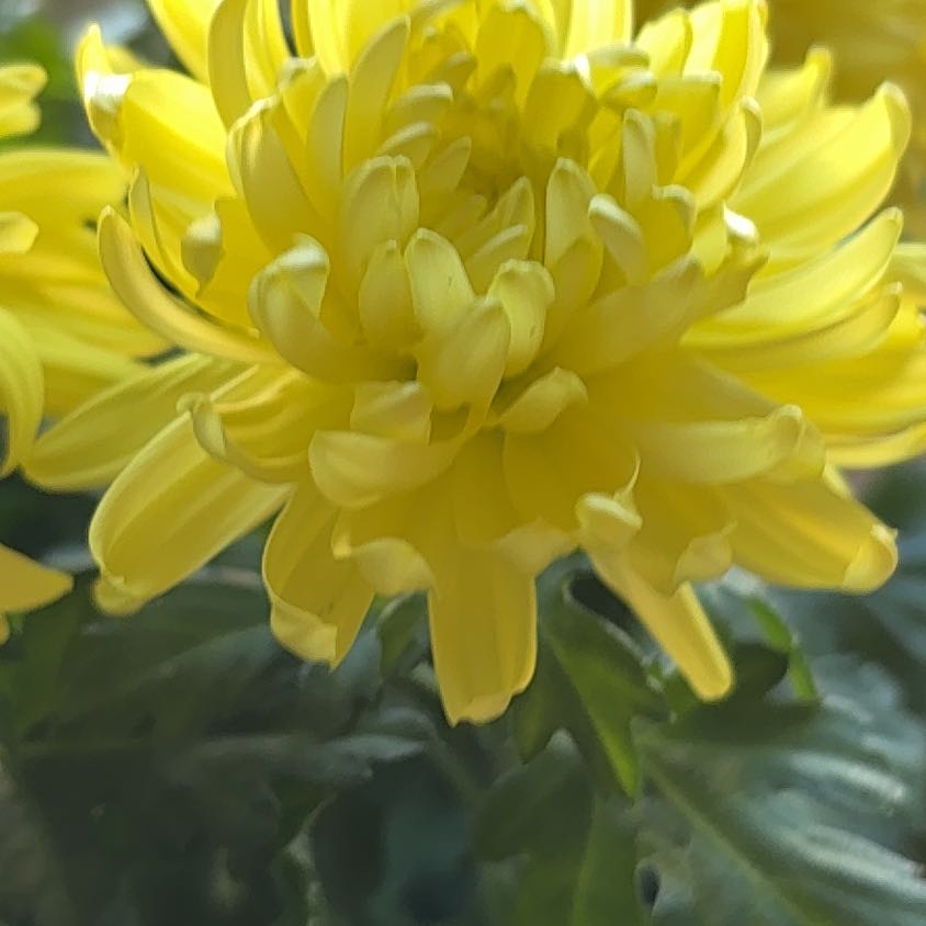 Photo of the plant species Coneflower by @MarvelTwister98 named Doja Cat on Greg, the plant care app