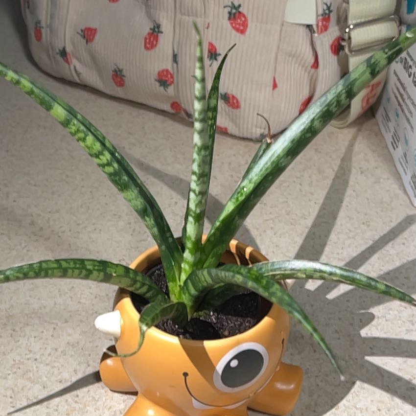 Photo of the plant species Dracaena suffruticosa by @IdolIcecaps41 named Plato - SANSEVIERIA FERNWOOD MIKADO on Greg, the plant care app