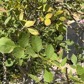 Photo of the plant species Tropical Ash by @GaietyKiekie45 named Luna on Greg, the plant care app