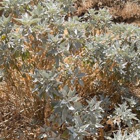 Photo of the plant species Bee Sage by @GaietyKiekie45 named Mando on Greg, the plant care app