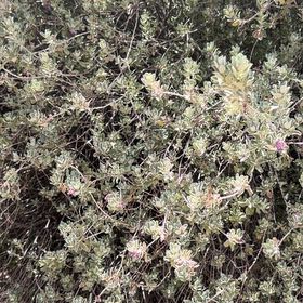 Photo of the plant species Cenicilla by @GaietyKiekie45 named Bigleef Smalls on Greg, the plant care app