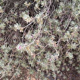 Photo of the plant species Cenicilla by @GaietyKiekie45 named Darwin on Greg, the plant care app