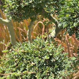Photo of the plant species Texas Ebony by @GaietyKiekie45 named Harmony on Greg, the plant care app