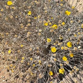 Photo of the plant species Hartweg's Pricklyleaf by @GaietyKiekie45 named Naomi on Greg, the plant care app