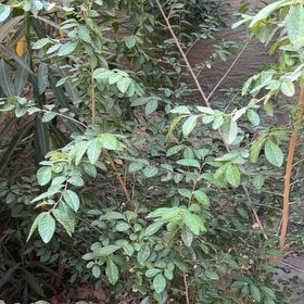 Photo of the plant species Guava Tree by @GaietyKiekie45 named Queen on Greg, the plant care app