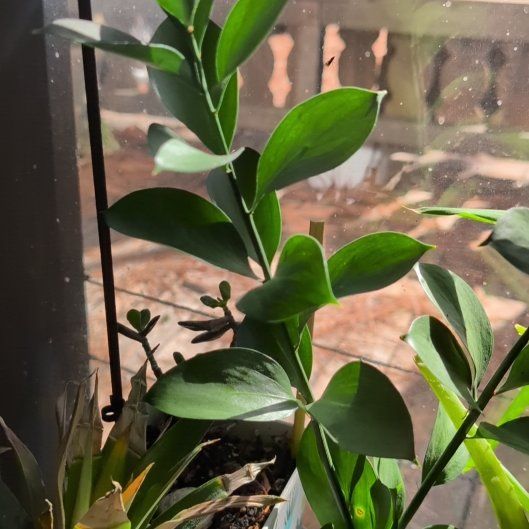 Photo of the plant species Spineless Butcher's-Broom by @AnewMint43 named Wall-E on Greg, the plant care app