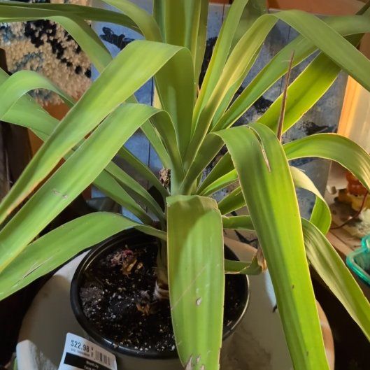 How to Care for Variegated Spanish Dagger: Mastering Water