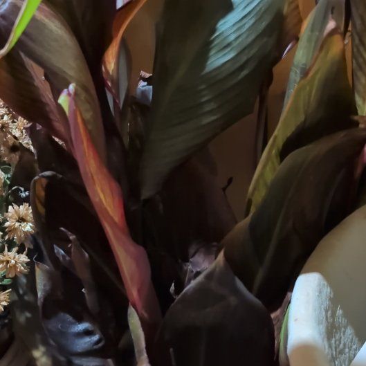 Photo of the plant species Tropicanna Canna Lily by @AnewMint43 named Maya on Greg, the plant care app