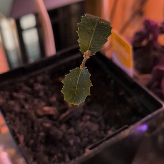 Photo of the plant species Kermes Oak by @AnewMint43 named Marley on Greg, the plant care app