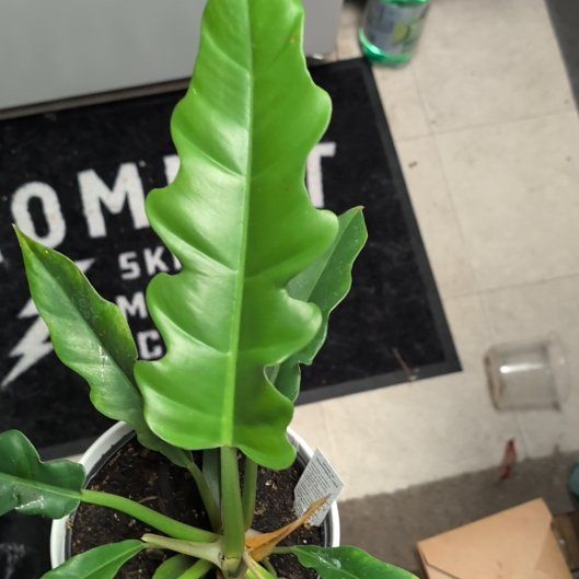 Photo of the plant species Narrow by @AnewMint43 named Skinny on Greg, the plant care app