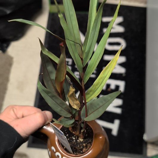 Photo of the plant species Ginger Bamboo by @AnewMint43 named Athena on Greg, the plant care app