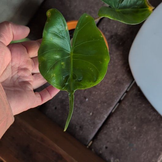 Photo of the plant species Sting Ray by @AnewMint43 named Baesil on Greg, the plant care app