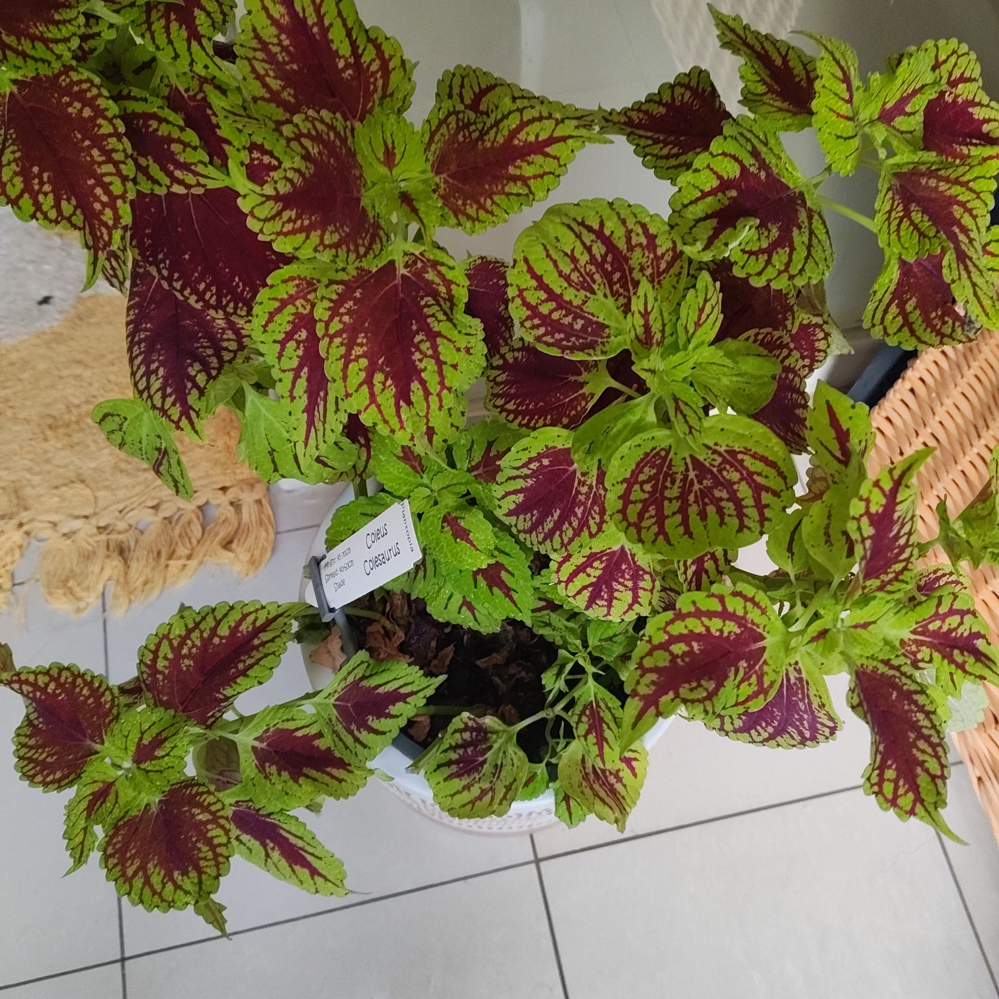 Photo of the plant species Coleus 'Coleosaurus' by @ExecMelittis31 named Plato on Greg, the plant care app