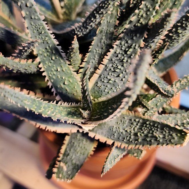 Photo of the plant species Purple Haze by @DeftPaleflax34 named Weeness on Greg, the plant care app