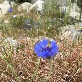 Photo of the plant species Centaurea Cyanus by @PolishedBlueoak named Aria on Greg, the plant care app