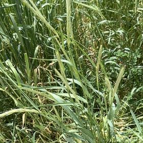 Photo of the plant species Annual Ryegrass by @PolishedBlueoak named Kendall on Greg, the plant care app