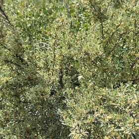 Photo of the plant species New Zealand Tea Tree by @PolishedBlueoak named Lavender on Greg, the plant care app