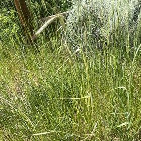Photo of the plant species Cogon Grass by @PolishedBlueoak named Oscar on Greg, the plant care app