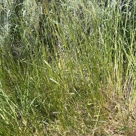 Photo of the plant species Cogon Grass by @PolishedBlueoak named Remington on Greg, the plant care app