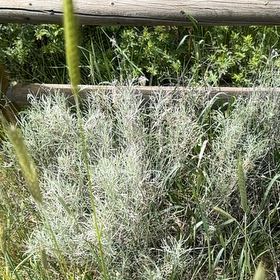 Photo of the plant species Old Switch Panic Grass by @PolishedBlueoak named Cleopatra on Greg, the plant care app