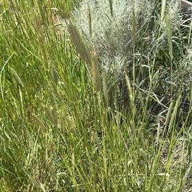 Photo of the plant species Crimson Fountaingrass by @PolishedBlueoak named Queen on Greg, the plant care app
