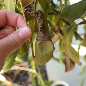 Photo of the plant species Nepenthes Mirabilis by @LucentBagpod90 named Leaf Erickson on Greg, the plant care app