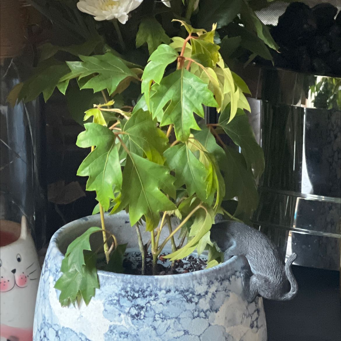 A healthy, thriving Grape Ivy plant with vibrant green lobed leaves growing in a blue and white ceramic pot.