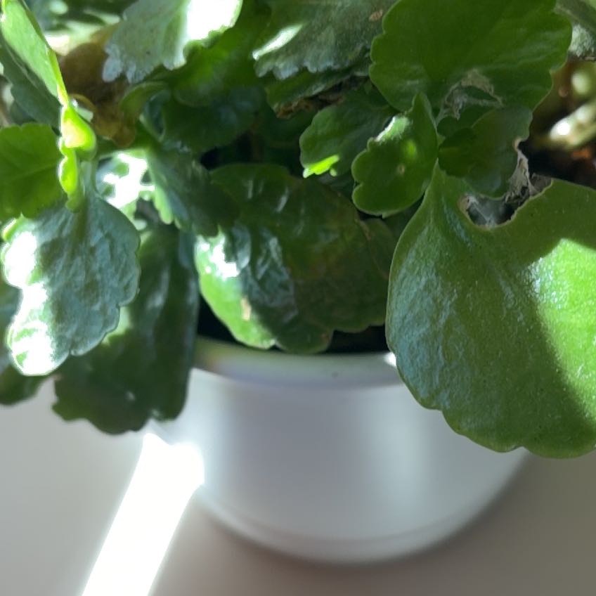 Photo of the plant species Navelwort by @FabWinika41 named Emerson on Greg, the plant care app