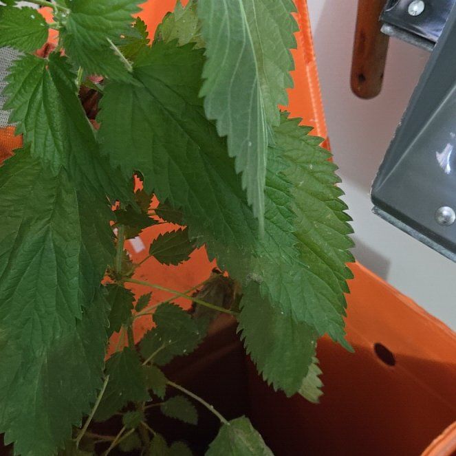 Photo of the plant species Hoary Stinging Nettle by @FitTaraire51 named Kesha on Greg, the plant care app