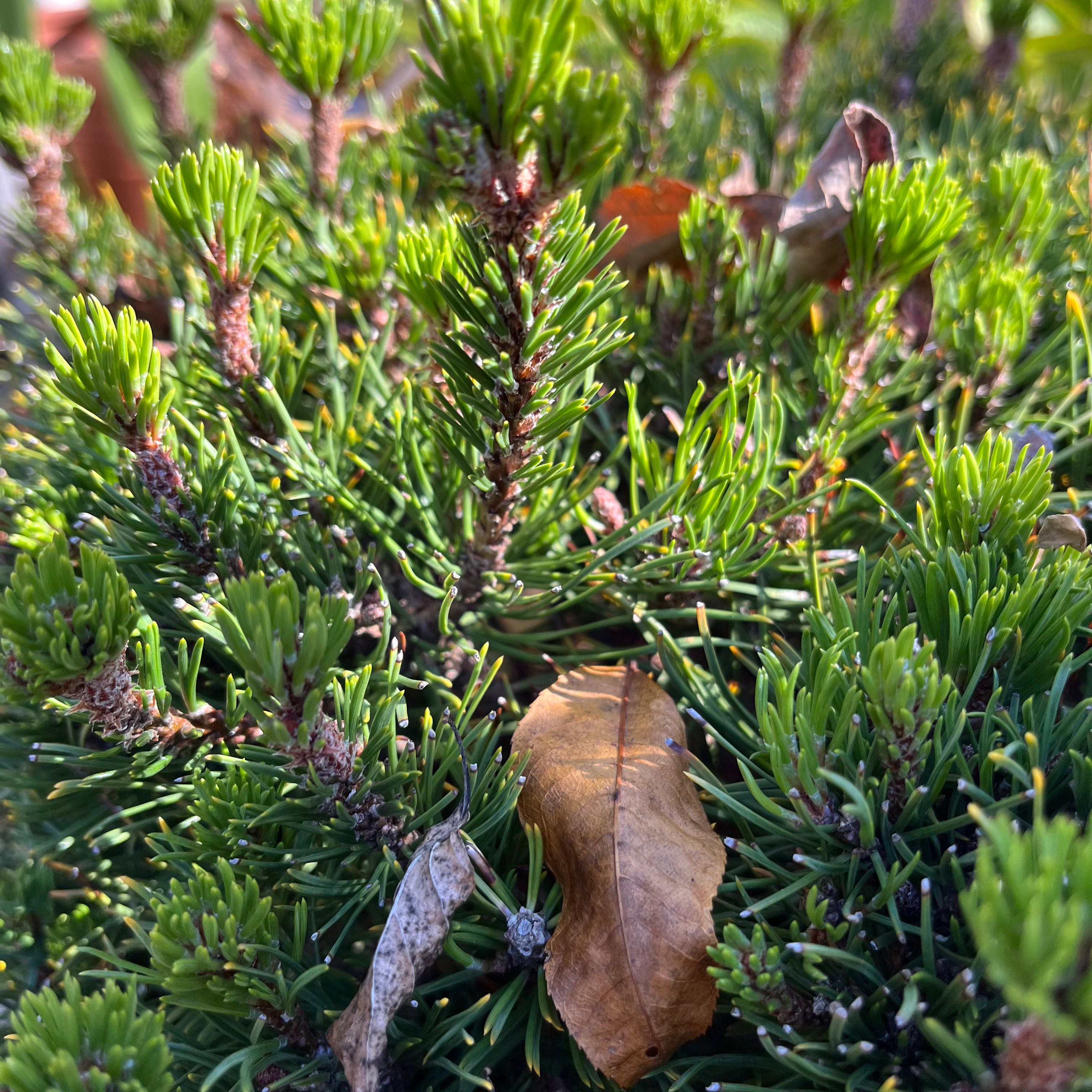 Photo of the plant species Dwarf Mountain Pine by @TopBoxholly13 named Queen on Greg, the plant care app