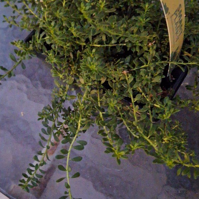 Photo of the plant species Thyme-Leafed Gratiola by @GermaneFern96 named Foxxy on Greg, the plant care app